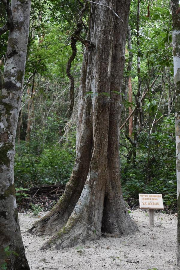 Eco Aldea Kinich Ahau Villa Xpujil Buitenkant foto